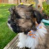 Sew Like My Mom Atlas Bow Tie